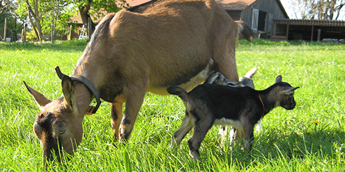 ziegenkaese